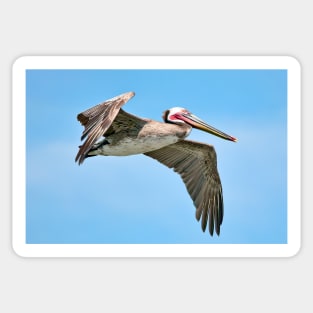 Brown Pelican Soaring Sticker